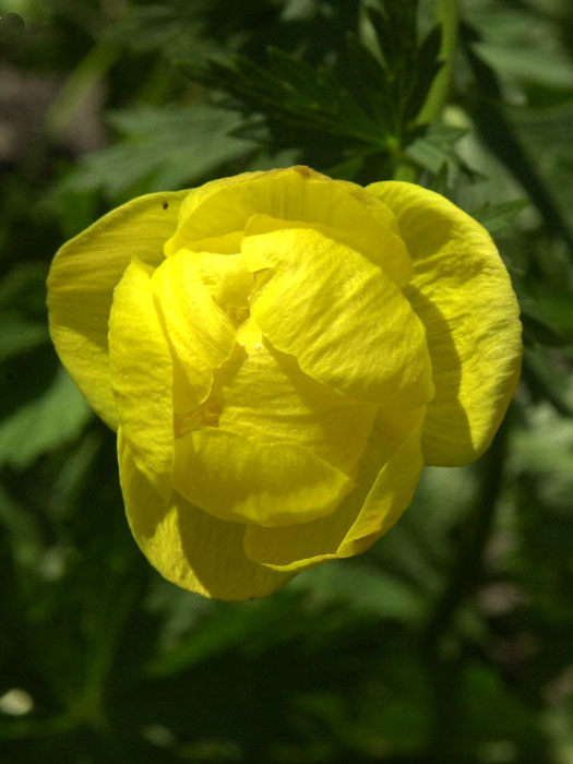 Trollius europaeus, Europäische Trollblume