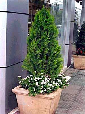 Thuja Brabant Einzelstellung