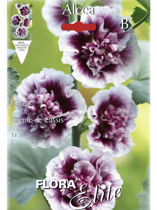 Stockrose 'Creme de Cassis', Alcea (Art.Nr. 520718)