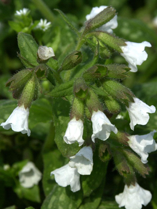 Pulmonaria officinalis 'Sissinghurst White', Weißes geflecktes Lungenkraut