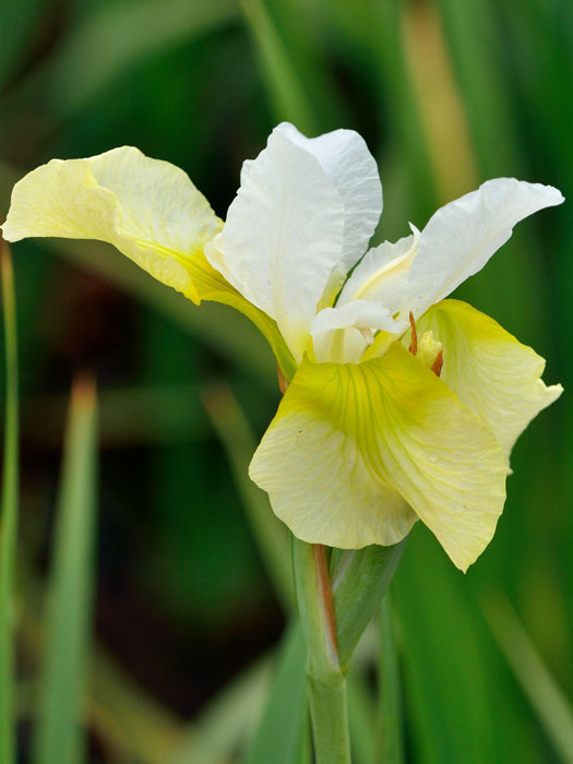 Iris sibirica 'Butter and Sugar', Wiesen-Schwertlilie, Wiesen-Iris