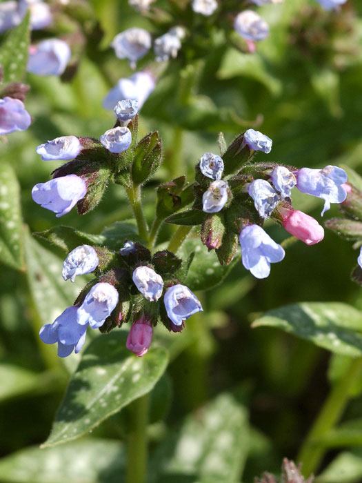 Pulmonaria saccharata 'Opal', Geflecktes Lungenkraut