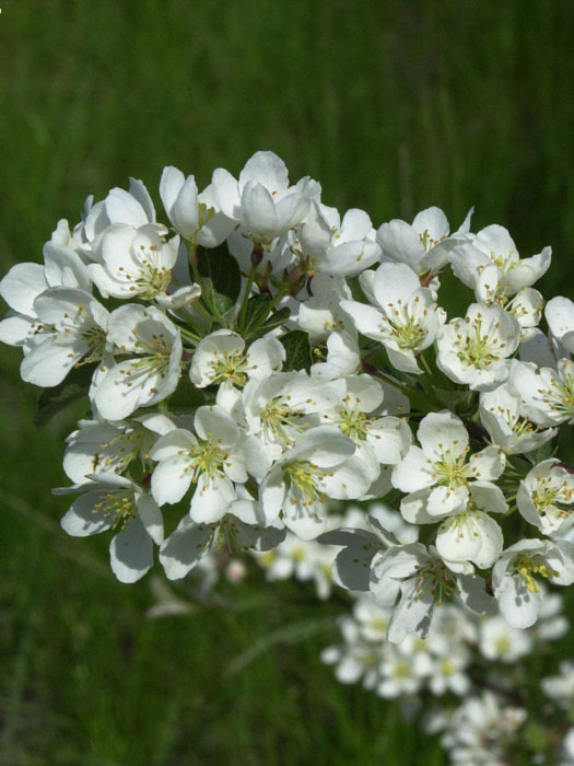 Zierapfel Tina Blüte