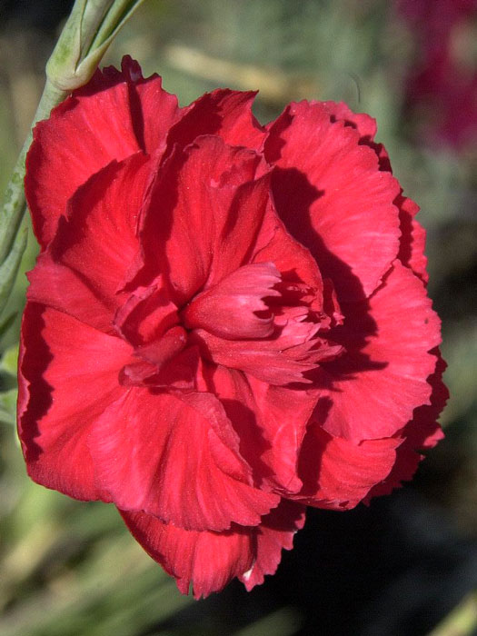 Dianthus plumarius 'David', rote Federnelke