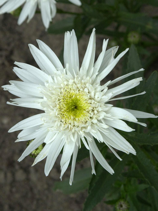 Leucanthemum x superbum 'Christine Hagemann', Sommer-Margerite