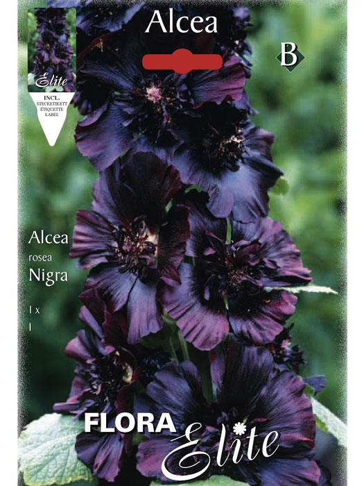 Stockrose rosea 'Nigra', Alcea (Art.Nr. 520720)