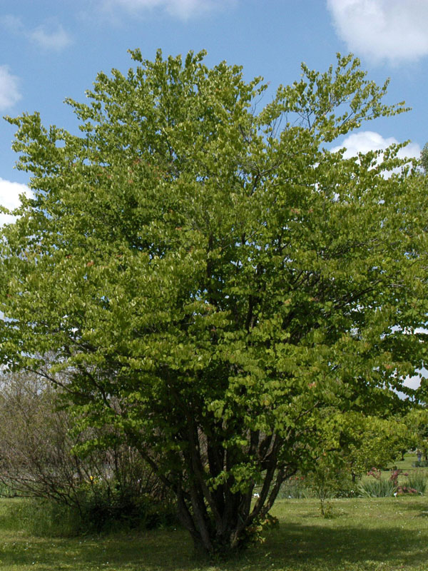 Cercidiphyllum japonicum, Kuchenbaum