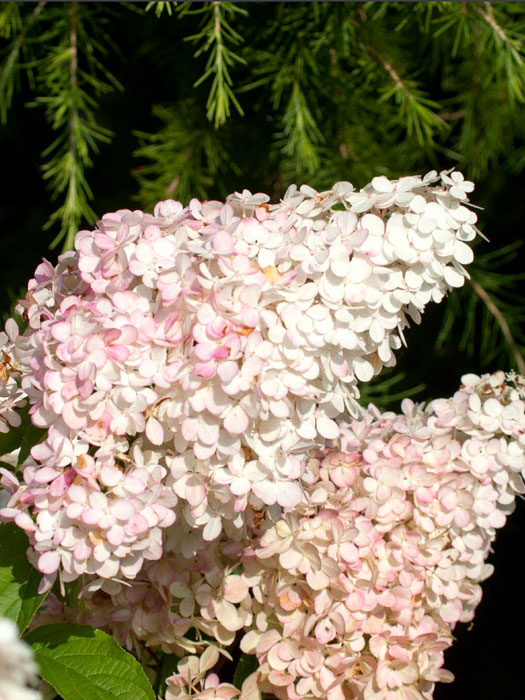 Hortensie Vanille-Fraise