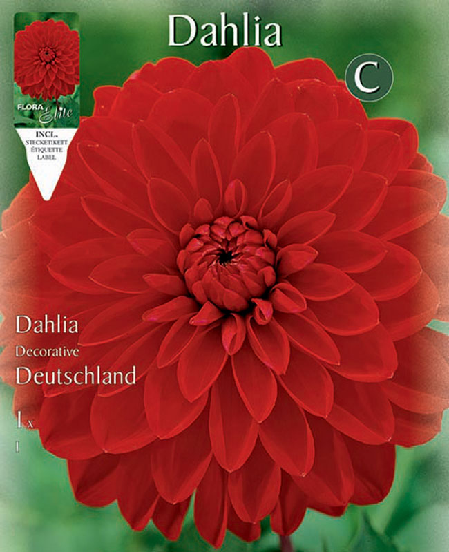 Schmuck-Dahlie 'Deutschland', Dahlia (Art.Nr. 5201395)