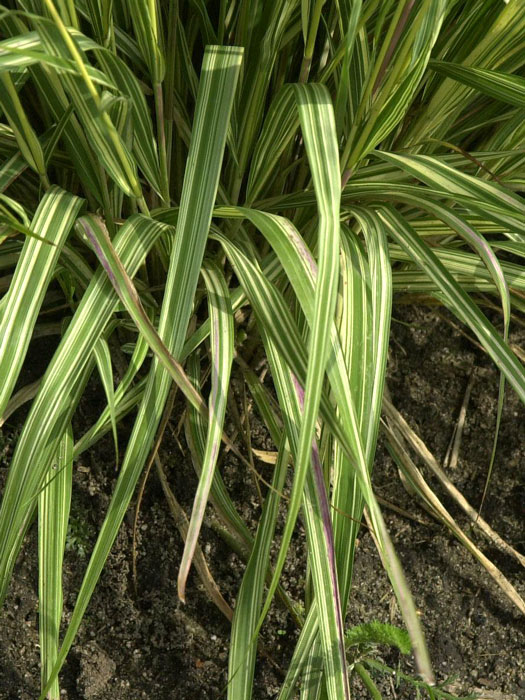 Molinia caerulea 'Variegata', Weißbuntes Moor-Pfeifengras