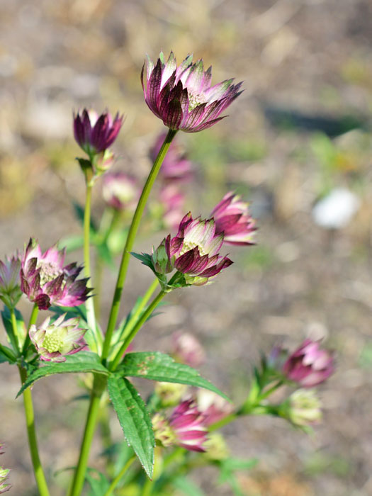 Astrantia major 'Buckland', Große Sterndolde