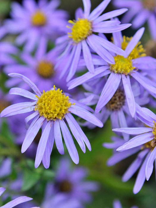 Aster amellus 'Blütendecke', Bergaster, Amellusaster