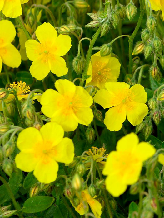 Das Garten-Sonnenröschen 'Sterntaler'