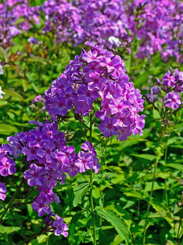 Nahaufnahme der lila Blüten von Phlox paniculata 'Queen Paola'