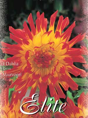 Kaktus-Dahlie 'Vuurvogel', Dahlia (Art.Nr. 520100)