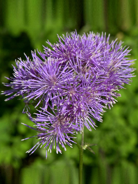 Thalictrum aquilegifolium, Akeleiblättrige Wiesenraute