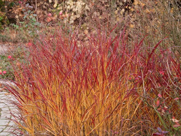 Panicum virgatum 'Rehbraun' (M), Rotbraune Ruten-Hirse