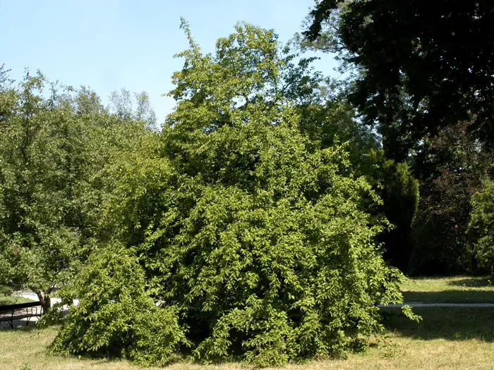 Kornelkirsche in einer Parkanlage