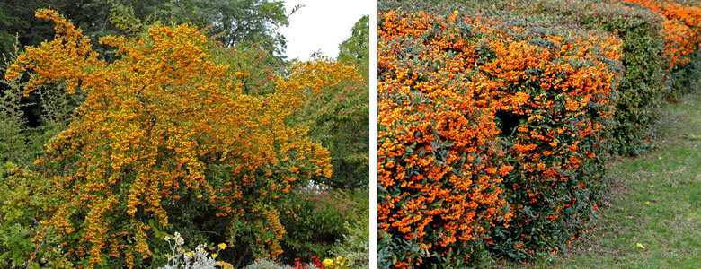 Collage mit einem Pyracantha Strauch und eine Pyracantha Hecke