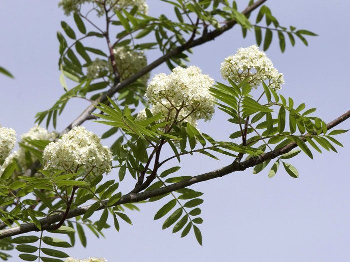 Sorbus aucuparia 'Edulis', Mährische (essbare) Eberesche