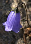 campanula-cochleariifolia56d984180467e