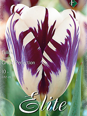 Triumph-Tulpe 'Grand Perfection' (Art.Nr. 595207)