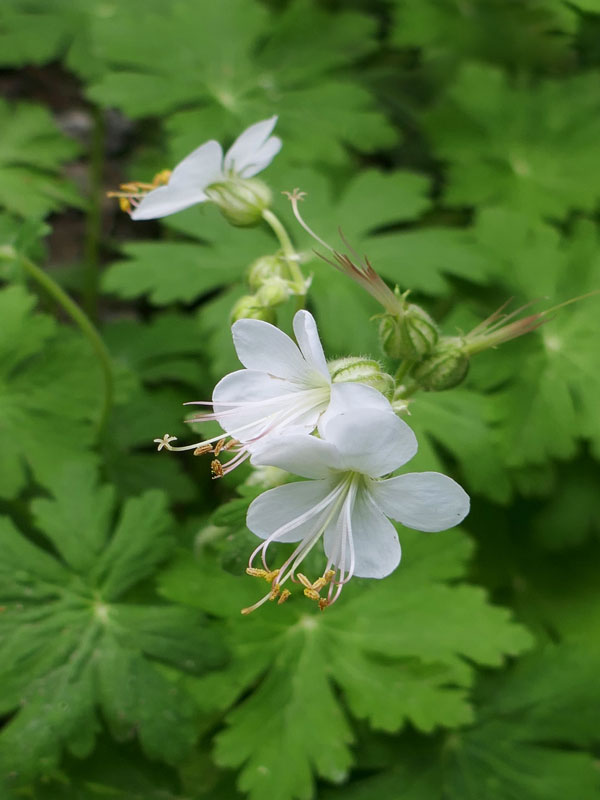 Blüte von Geranium macr. 'Album'