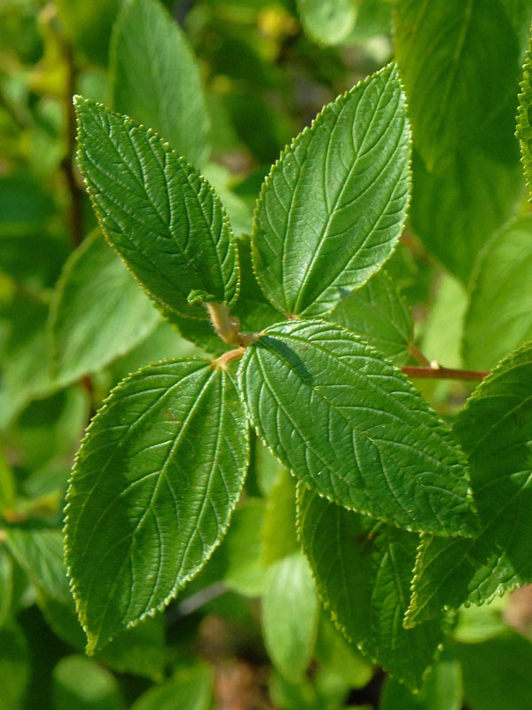 Ceanothus delilianus 'Gloire de Versailles', Blaue Säckelblume