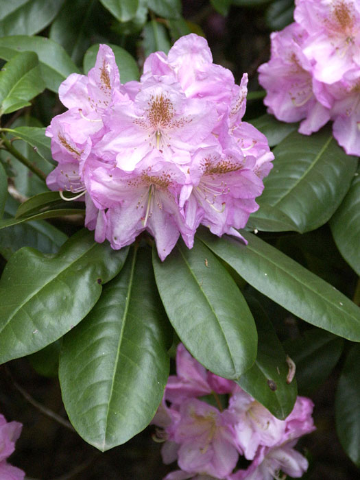 Rhododendron 'Scintillation'