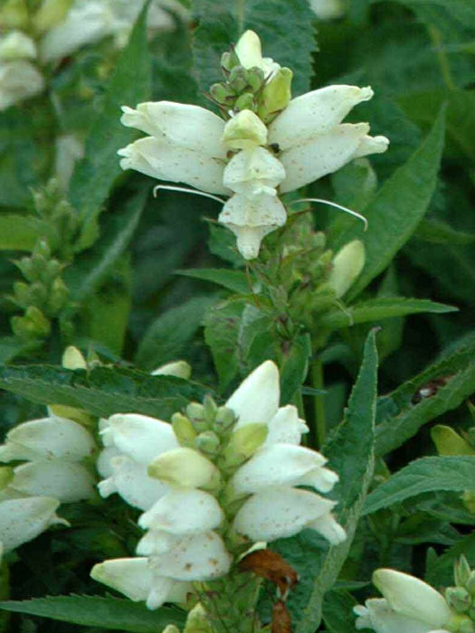 Chelone obliqua 'Alba', weißer Schlangenkopf, Schildblume