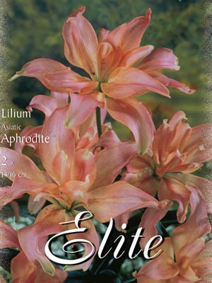 Asiatische Lilien-Hybride 'Aphrodite', Lilium (Art.Nr. 521708)