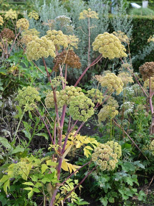 Angelica archangelica, Engelwurz, Dreieinigkeitswurzel