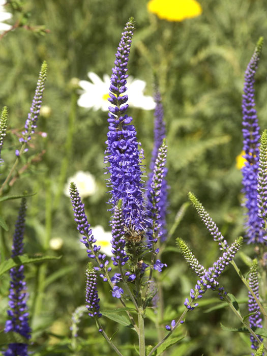 Veronica longifolia 'Blauriesin', Garten-Ehrenpreis, Wiesen-Ehrenpreis