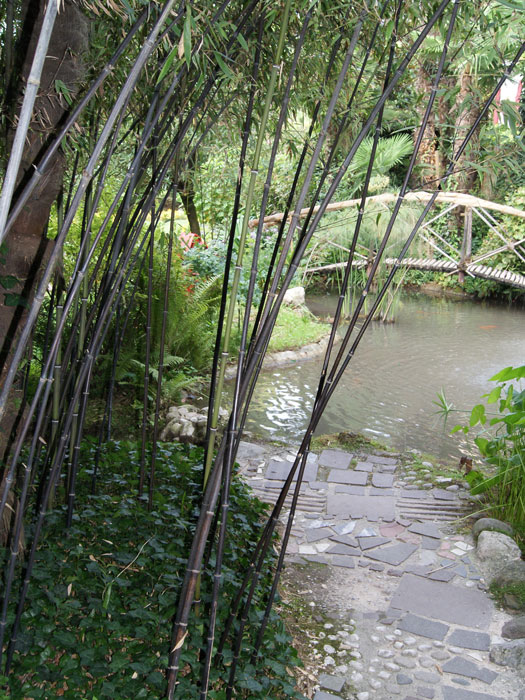 Phyllostachys nigra punctata, Schwarzrohrbambus