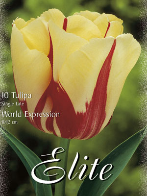 Einfache späte Tulpe 'World Expression' (Art.Nr. 595372)