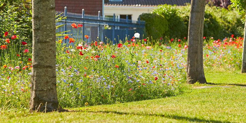 Wildblumenwiese  zwischen Baeumen