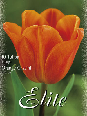 Triumph-Tulpe 'Orange Cassini' (Art.Nr. 595244)