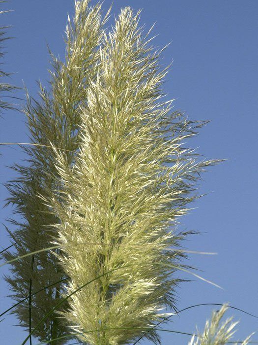 Nahaufnahme der Cortaderia-Blüte