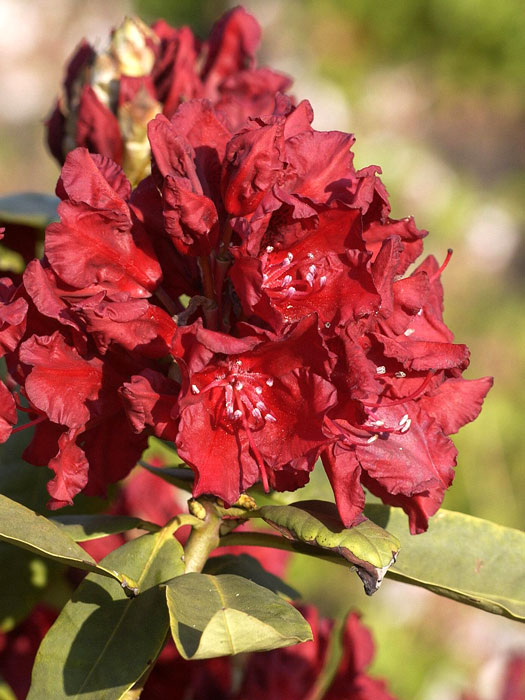 Rhododendron 'Erato'