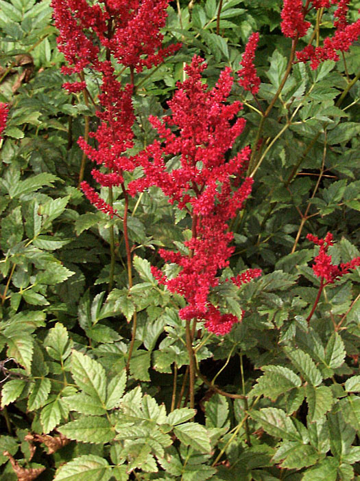 Rote Blütenstände als das Markenzeichen der Astilbe 'Glut'