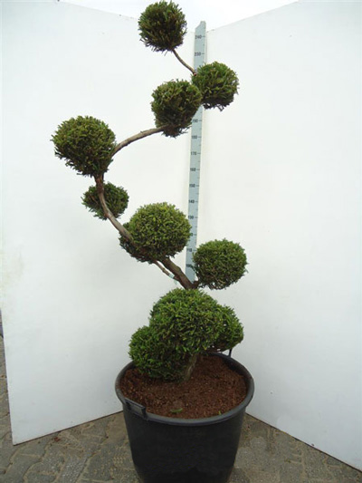 Cryptomeria japonica 'Rasen', XXL-Produkt