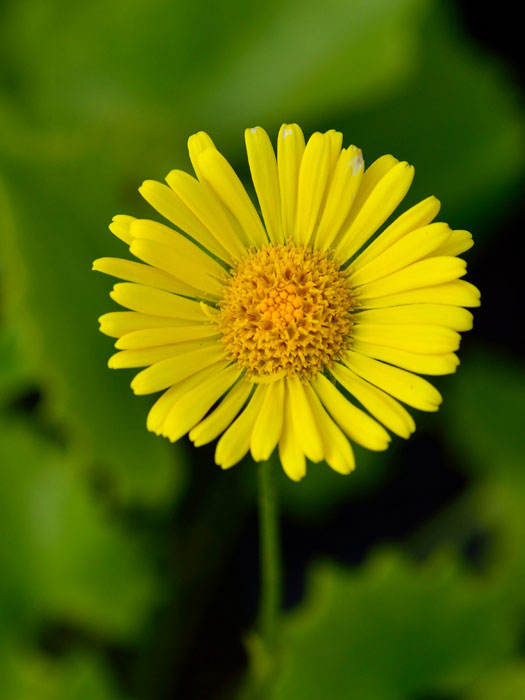 Doronicum orientale 'Little Leo', Gemswurz, Kaukasus-Gämswurz