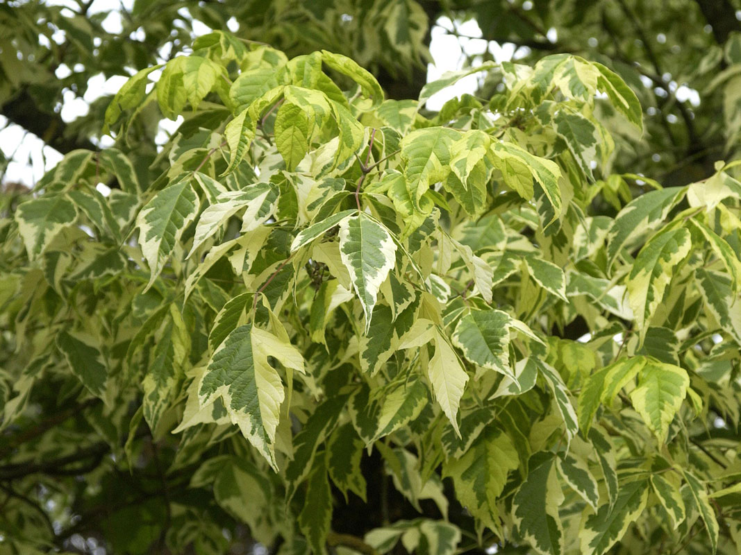 Acer negundo 'Aureo-Variegatum', Goldbunter Eschen-Ahorn