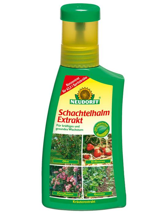 Schachtelhalm Extrakt