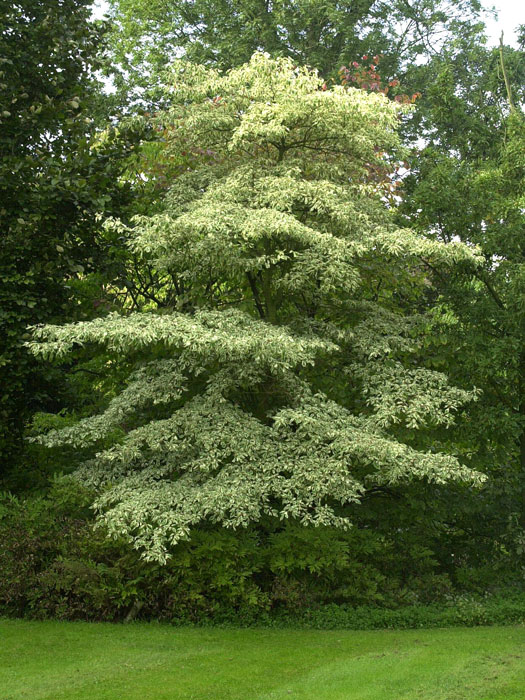 Cornus controversa 'Variegata'