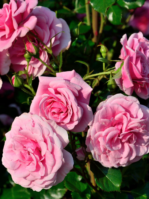 Blüten der Rose Dornröschenschloss Sababurg