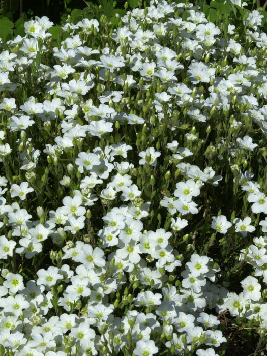 Arenaria montana, Sandkraut