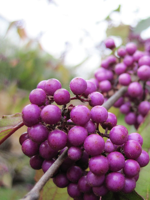 Beeren der Schönfrucht