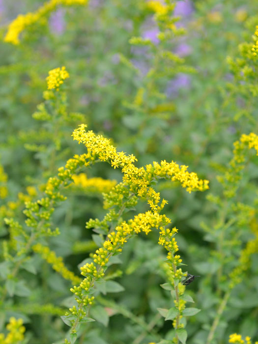 Solidago rugosa 'Fireworks', Goldrute