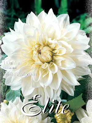 Schmuck-Dahlie 'White Perfection', Dahlia (Art.Nr. 520204)